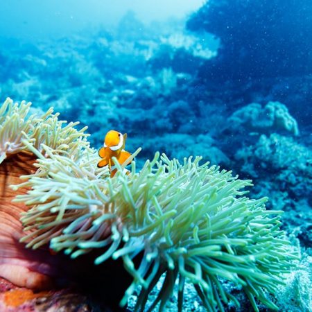 Underwater Landscape with  Anemone Fish near Tropical Coral Reef, Bali, Indonesia